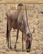 Wildebeest - Preview