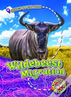 Wildebeest Migration