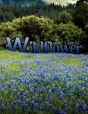 Wildflower - Preview