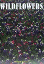 Wildflowers - Preview