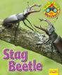 Wildlife Watchers: Stag Beetle - Preview