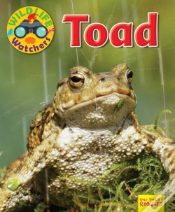 Capa do artigo Wildlife Watchers: Toad