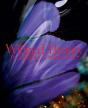Winged Beauty - Preview
