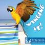 Winging It! - Preview