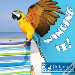 Capa do artigo Winging It!
