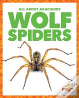 Wolf Spiders