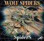 Wolf Spiders - Preview
