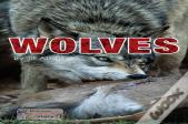 Wolves