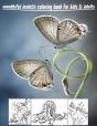 Wonderful Insects Coloring Book For Kids & Adults - Preview