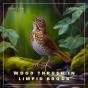Wood Thrush In Limpid Brook - Preview