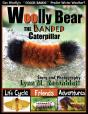 Woolly Bear The Banded Caterpillar - Preview