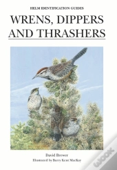 Wrens, Dippers And Thrashers