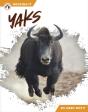 Yaks - Preview