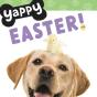 Yappy Easter! - Preview