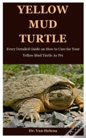 Yellow Mud Turtle