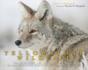 Yellowstone Wildlife - Preview