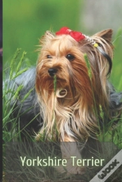 Capa do artigo Yorkshire Terrier