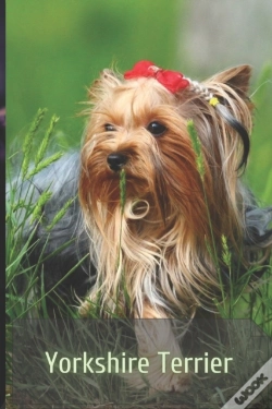 Capa do artigo Yorkshire Terrier