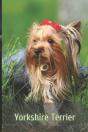 Yorkshire Terrier - Preview