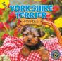 Yorkshire Terrier Puppies - Preview