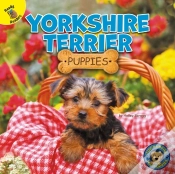 Capa do artigo Yorkshire Terrier Puppies