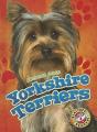 Yorkshire Terriers - Preview