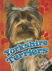 Capa do artigo Yorkshire Terriers