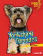 Yorkshire Terriers - Preview