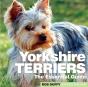 Yorkshire Terriers - Preview