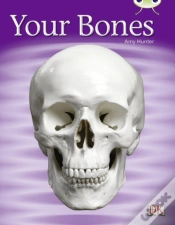 Capa do artigo Your Bones 6-Pack