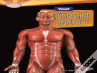 Your Muscular System