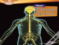 Your Nervous System