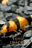Yoyo Loach