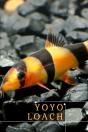 Yoyo Loach - Preview