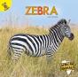 Zebra - Preview