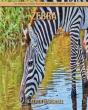 Zebra - Preview