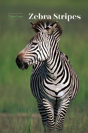 Zebra Stripes - Preview