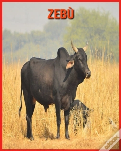 Capa do artigo Zebu