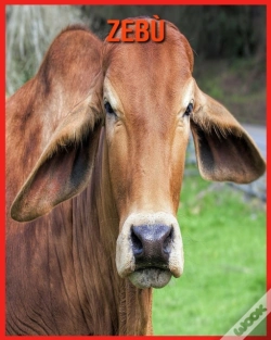 Capa do artigo Zebu