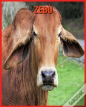 Zebu