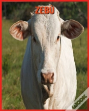 Capa do artigo Zebu