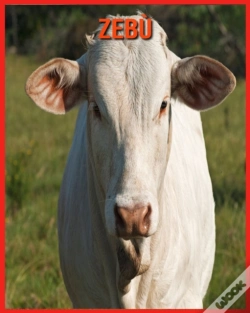 Capa do artigo Zebu