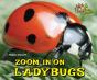 Zoom In On Ladybugs - Preview